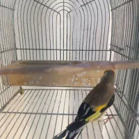 سهره دورگ|پرنده|شیراز, شهرک قمشه|دیوار