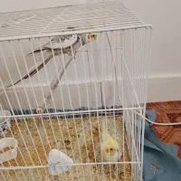 عروس هلندی