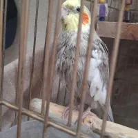 عروس هلندی نر