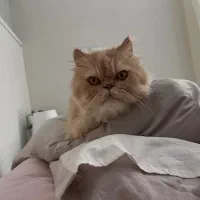 گربه‌ گمشده|حیوانات|تهران, شهرک غرب|دیوار