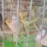 عروس هلندی دوکت نر ماده مولد|پرنده|ماهدشت, |دیوار