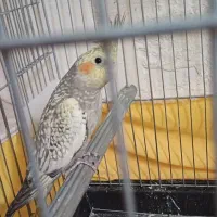 جوجه عروس هلندی معاوظه با برزیلی ماده|پرنده|شیروان (لرستان), |دیوار