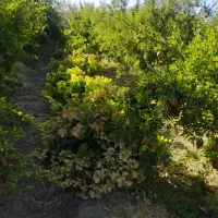 فروش باغ درشهرضا