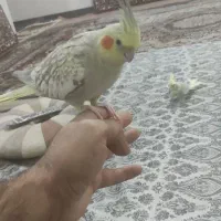 عروس هلندی|پرنده|مهاباد (آذربایجان غربی), |دیوار