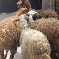 بره  صحرایی ،|حیوانات مزرعه|قزوین, |دیوار