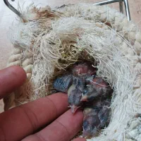 کپه جوجه سهره