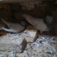 تعداد کفتر|پرنده|فردوس (خراسان), |دیوار