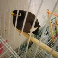پرنده ی مینا سخن گو