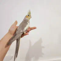 جوجه عروس آهویی عروسک سخنگو فول رام