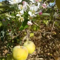 سیب سر درختی فروشی