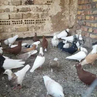 ۲۸عدد طوقی و دم سفید|پرنده|تربت جام, خیرآباد|دیوار