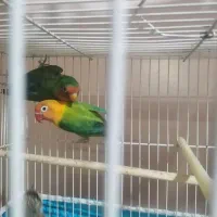 کوتول برزیلی  خورشیدی وسبز صورت هلویی