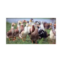 تعداد ۶۰ اردک به صورت عمده یاتکی به فروش میرسد