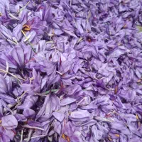 گل زعفران  الان رسید کلی قیمت راه داره