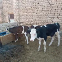 گوساله سیمینتال|حیوانات مزرعه|قم, بوستان علوی|دیوار