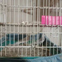 عروس هلندی البینو جفت