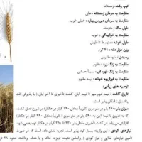 بذر گندم دیم و آبی،گوگرد،گندم بذری اوکلید فرانسوی|خدمات باغبانی و درختکاری|کنگاور, |دیوار