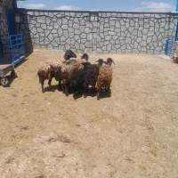 ۴عدد میش و۲عددبره