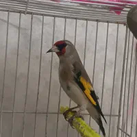 سهره درشت درجه یک