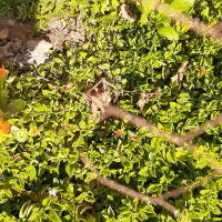 قلمه ناز یخی|گل و گیاه طبیعی|محلات, |دیوار