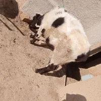 گوساله|حیوانات مزرعه|دوتپه, |دیوار