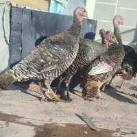 بوقلمون اورگانیک (طبیعی) جوان و چاق