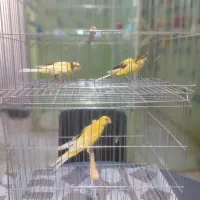 جوجه قناری رسمی بلند