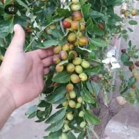 نهال زرشک وعناب وتوت وسنجد وانجیر وانار|حراج|زاهدان, |دیوار