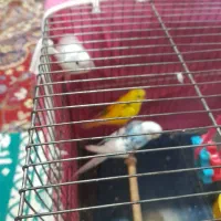 ۳ عدد مرغ عشق هر سه تا پانصد تومان