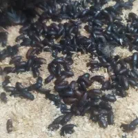 کرم میلورم زنده|خزنده|بروجرد, |دیوار