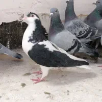 چپ سیا درشت پرشی ماده|پرنده|چناران, |دیوار