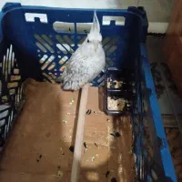 عروس هلندی ایزابلا