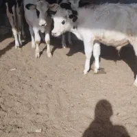 فروش انواع گوساله نر کوچک و بزرگ|حیوانات مزرعه|کرباسک, |دیوار