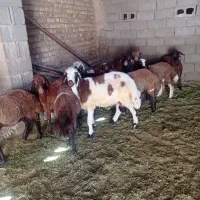 بره|حیوانات مزرعه|خواف, |دیوار