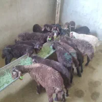 بره ریز افشار نر علف خور