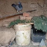 کبوتر مسافتی