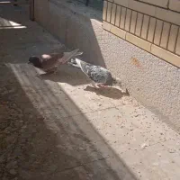 کفتر کبوتر|پرنده|شیراز, صاحب الزمان|دیوار