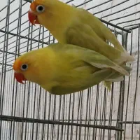 طوطی برزیلی کوتوله برزیلی فیشر