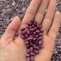 لوبیا قرمز درج یک|خوردنی و آشامیدنی|آوج, |دیوار