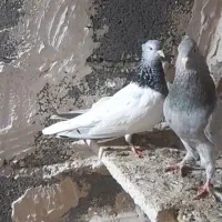 کله سبز