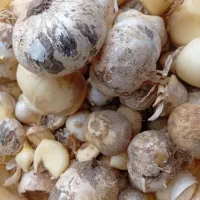 فروش موسیر