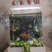 آکواریوم معامله