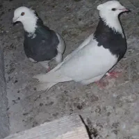 طوقی سالم بدون پر اضافه