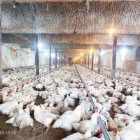 فروش مرغداری ۱۰۰۰۰