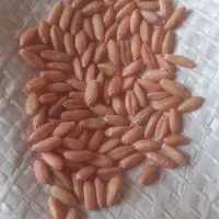 گندم گهواره اصلاح شده درجه یک یک