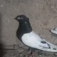 سینه سیاه نرپیس ککیل وکلفه ماده|پرنده|نمین, |دیوار