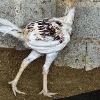 خروس لاری درجه یک|حیوانات مزرعه|جناح, |دیوار