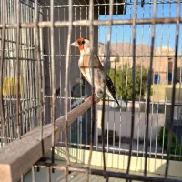 سهره داغسر ماده مست مست