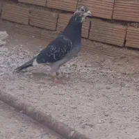 نر پلنگ چاپی