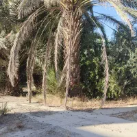 معاوضه تراکتور ۴۷۵ جفت با زمین یا اپارتمان